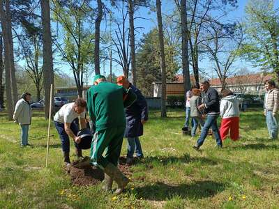 Ротари клуб – Разград продължава традицията за обновяване на зелената система на град Разград